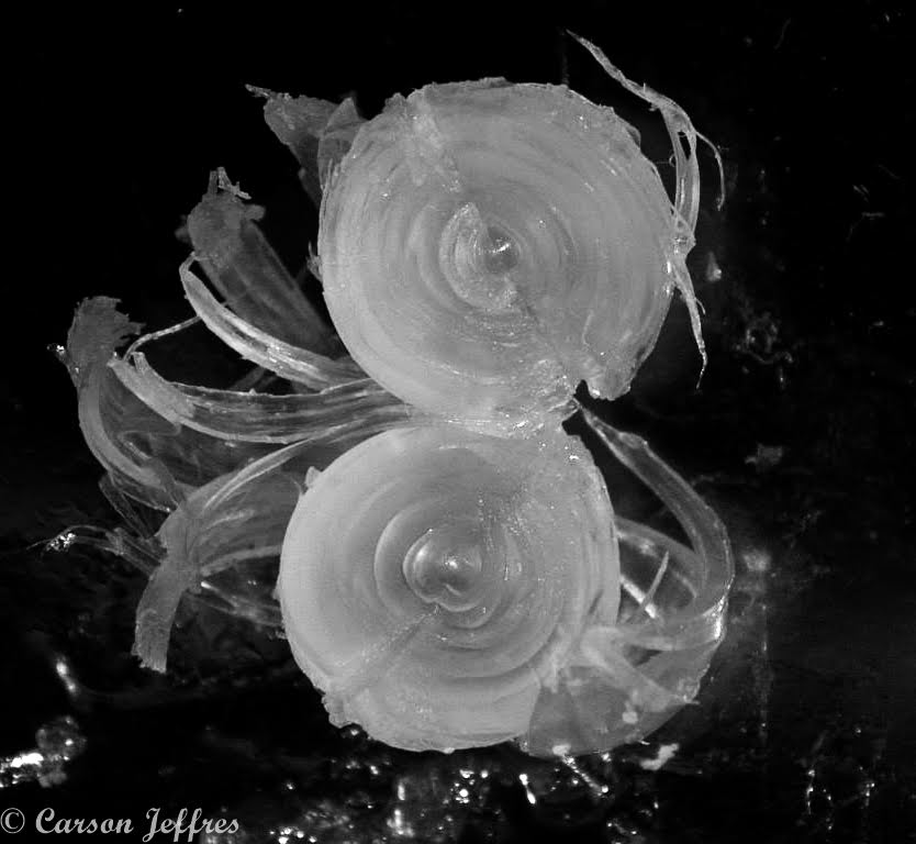 black and white photo of spliced orbs with frayed layers peeling away from the edges like an onion