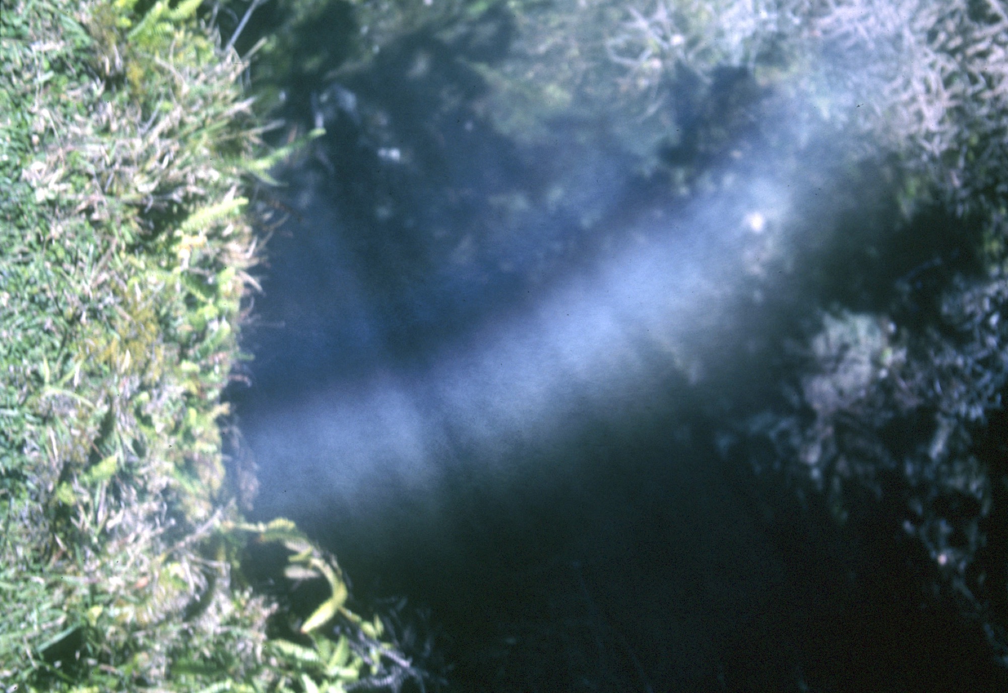 a white arching white streak with green vegetation in the background