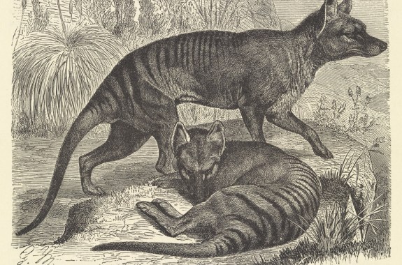 a book print black and white illustration of two dog or wolf like creatures with stripes along their backs