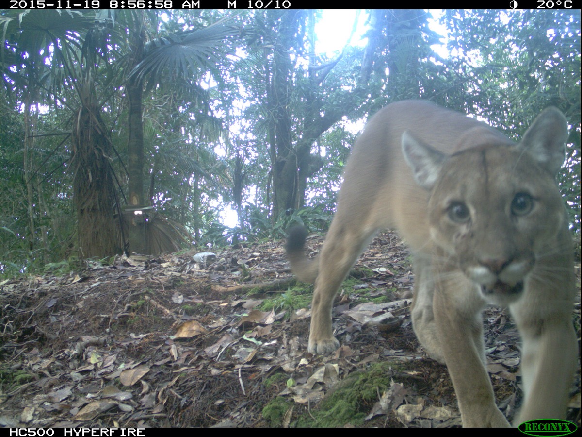 a puma comes up close to a camera