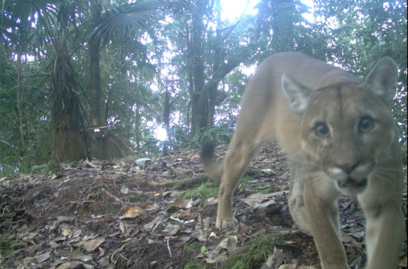 a puma comes up close to a camera