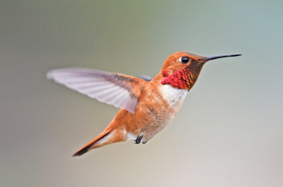 a bright red, orange hummingbird in flight