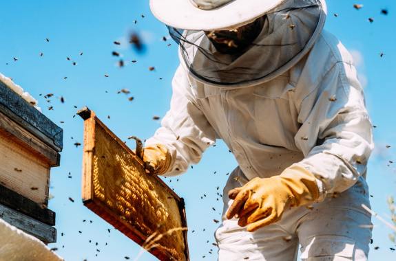 a person wearing a full-body white beekeeper outfit complete with veil and yellow gloves bends over their bee houses and pulls out a tray of honeycomb as bees swirl in the foreground and blue skies in the background