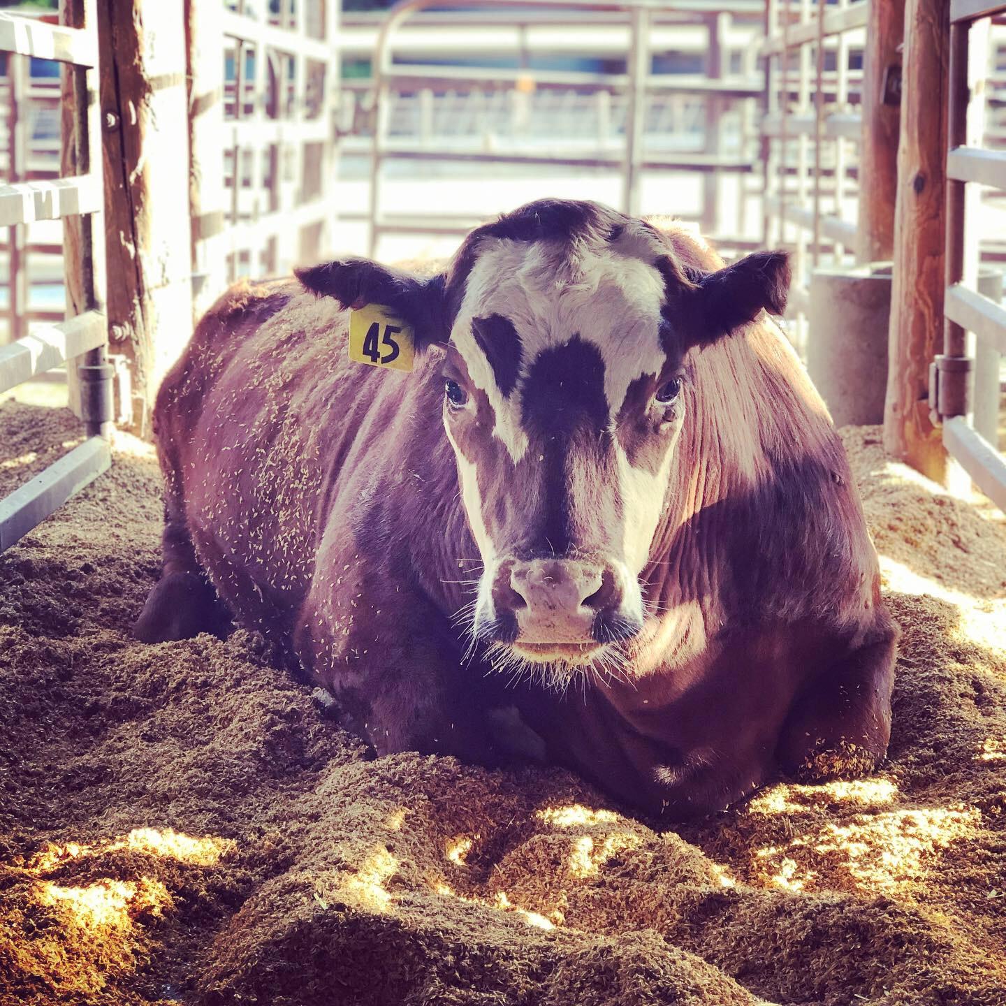 a cow laying down in a hay-filled page staring at the camera