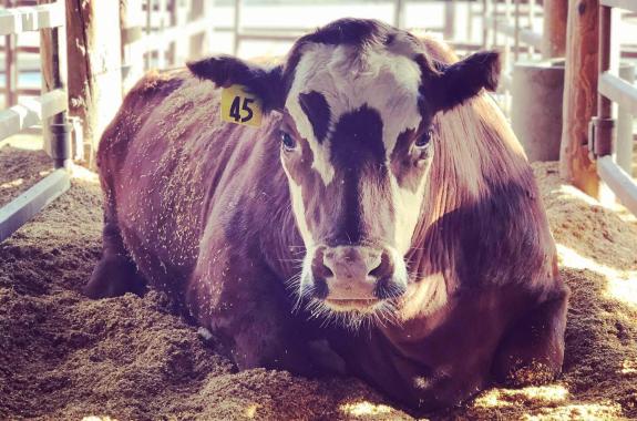 a cow laying down in a hay-filled page staring at the camera