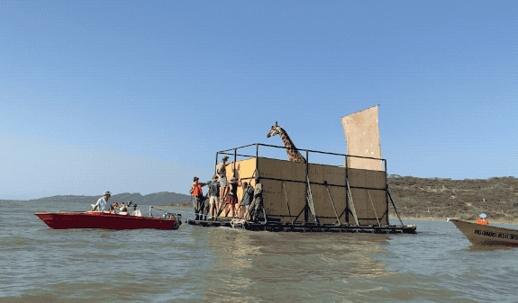 two tug boats pull a large barge with a giraffe in it