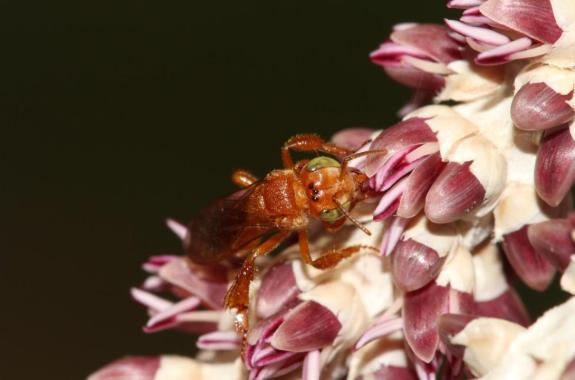 a small flying insect feeding and pollinating on a pink flower