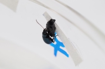 a real beetle on top of a 3d printed beetle