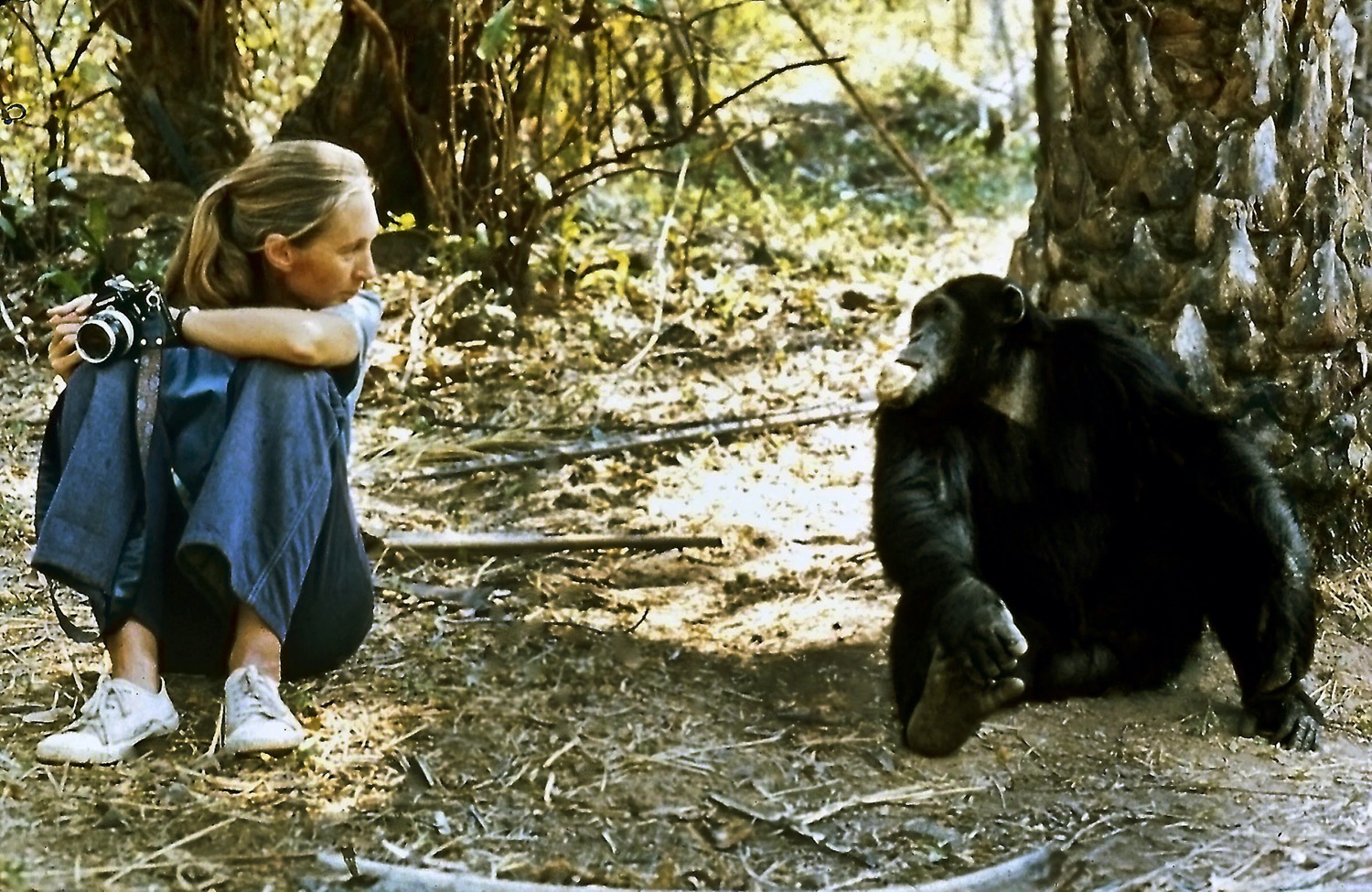 a woman kneels down next to a chimp with a camera looking at it with some space between them in the jungle
