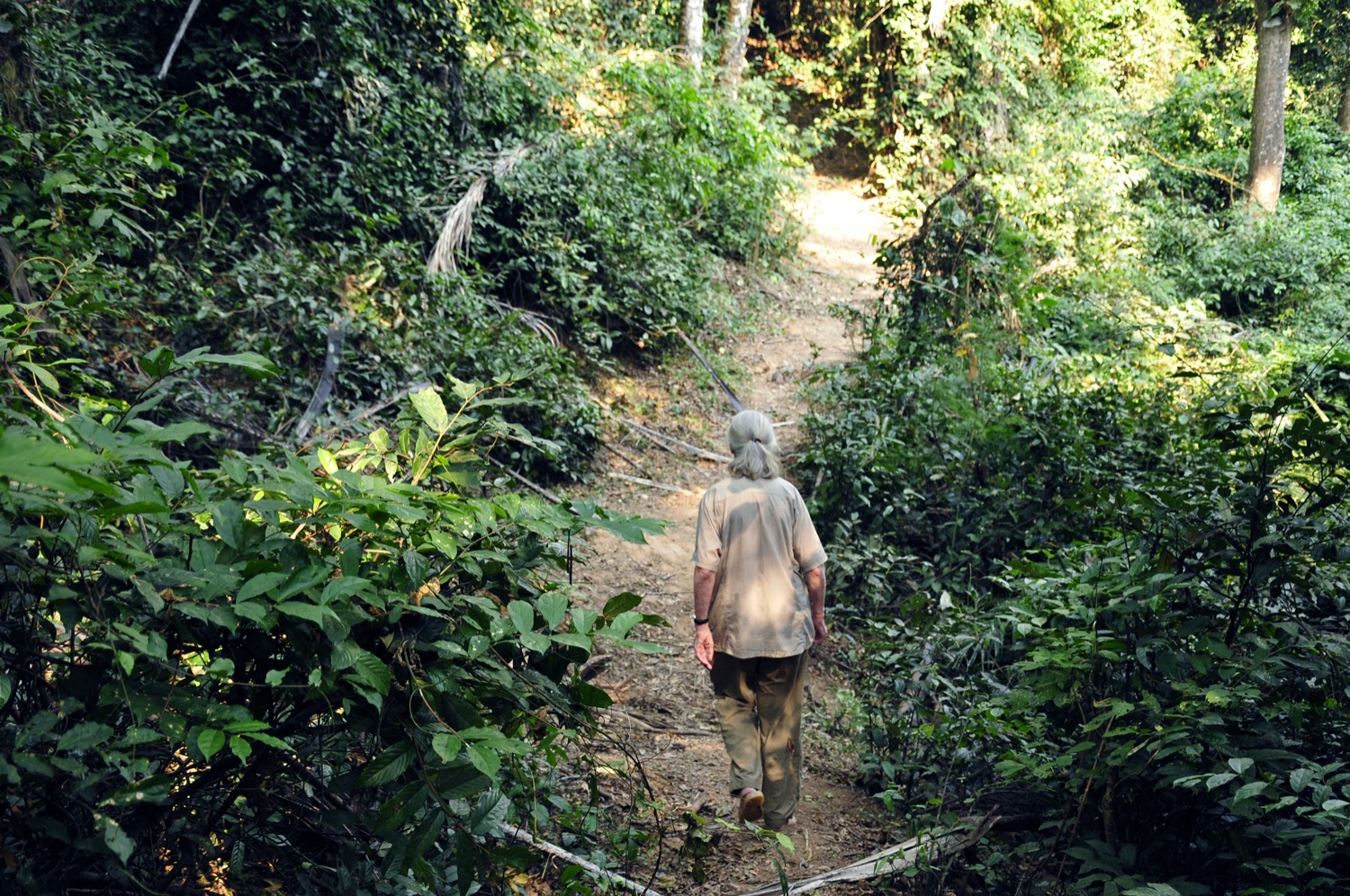an older woman walking on a trail that cuts through lush forest