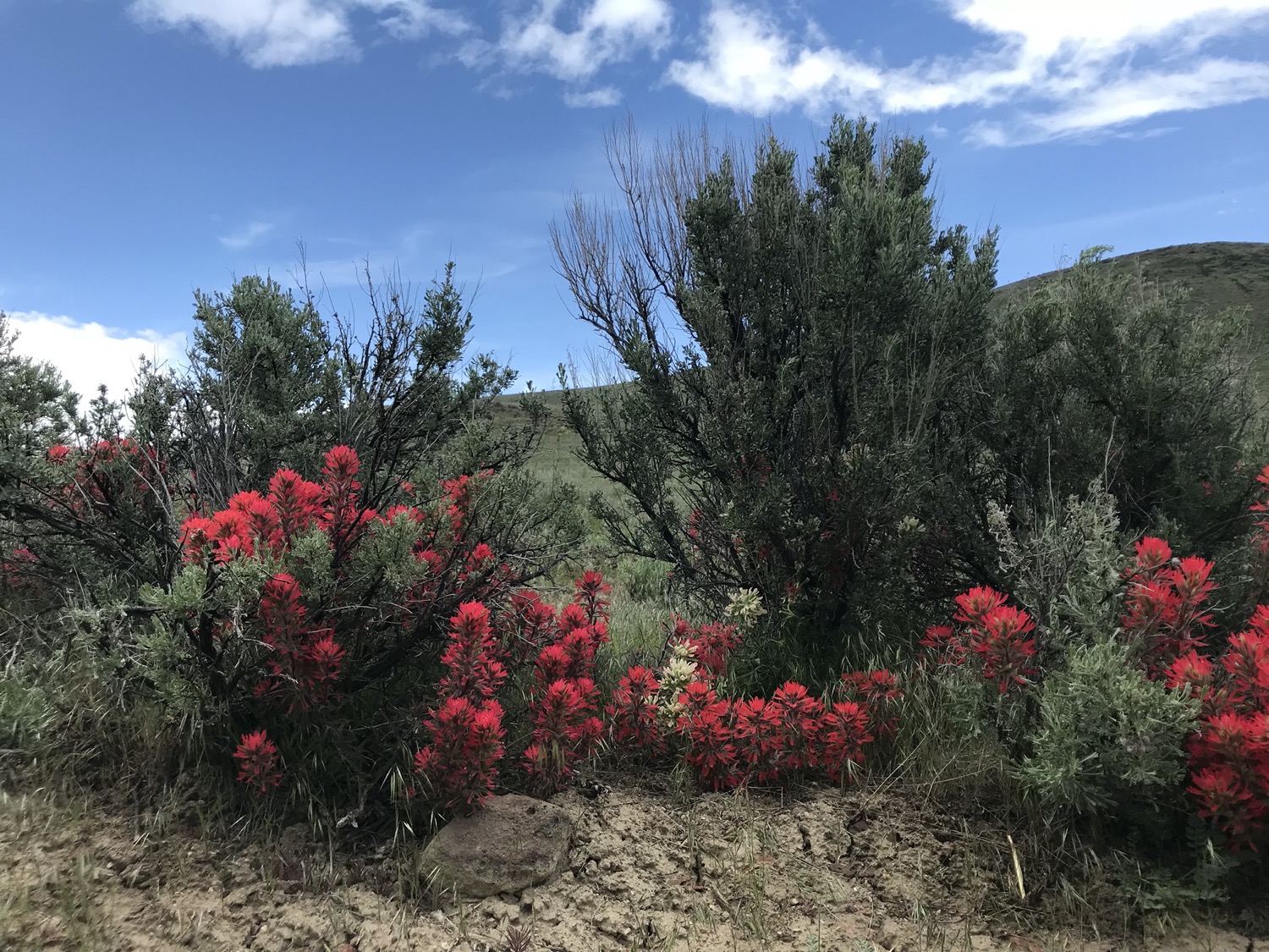 light green leafy and branchy bushes shelter bright red flowers growing beneath it under a bright blue sky