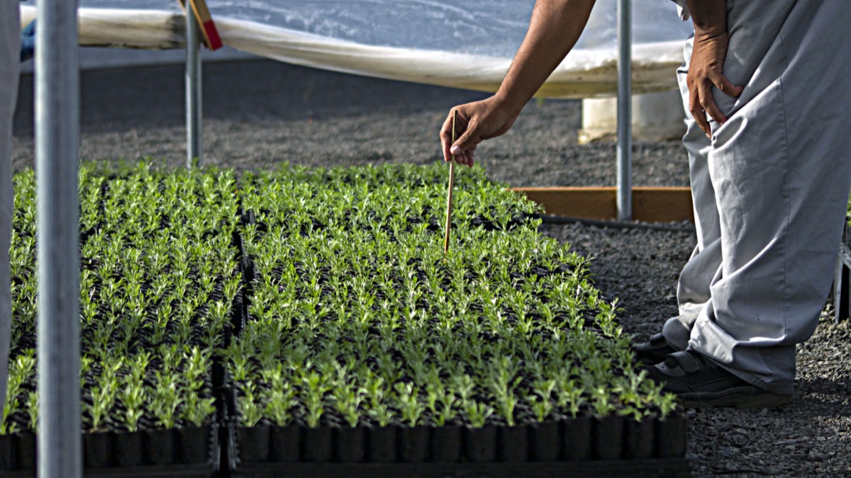 a person, only seen from the waist down, in a gray jumper leans down to press the end of a stick into a small seedling pot. there are tons of green little seedlings in other pots nearby