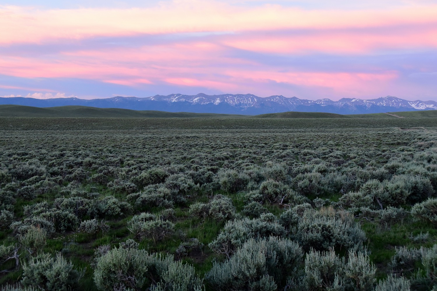 a vast vista covered in light green short shrubs under a purple sunset and mountain range in the background