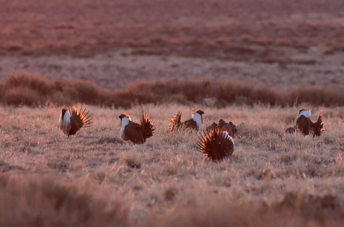 a group of round birds with large white plumage, and bulbs around their necks and large fanning tail feathers. they are seen near a female that lacks the large white plumage around their necks and the tail feathers. they wander about a flat prairie that's colored gold by the setting sun
