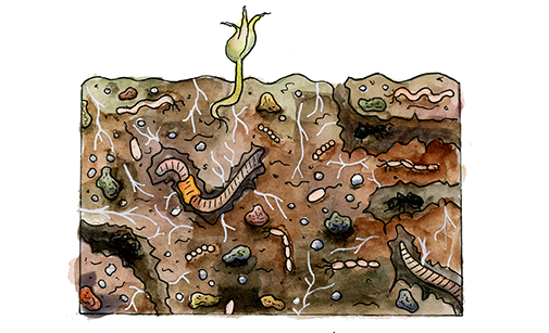 Soil Engineering: The Relationship Between Soil Texture And Function
