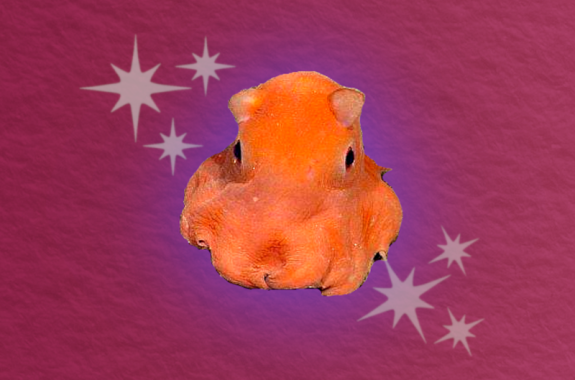 extremely cute and tiny pink-ish orange octopus with wide-set eyes set against halo light with cartoon sparkles all against a wine-color paper-textured background