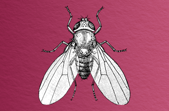 black and white sketch of aerial view of fruit fly with wings spread against a wine-colored, paper-textured background