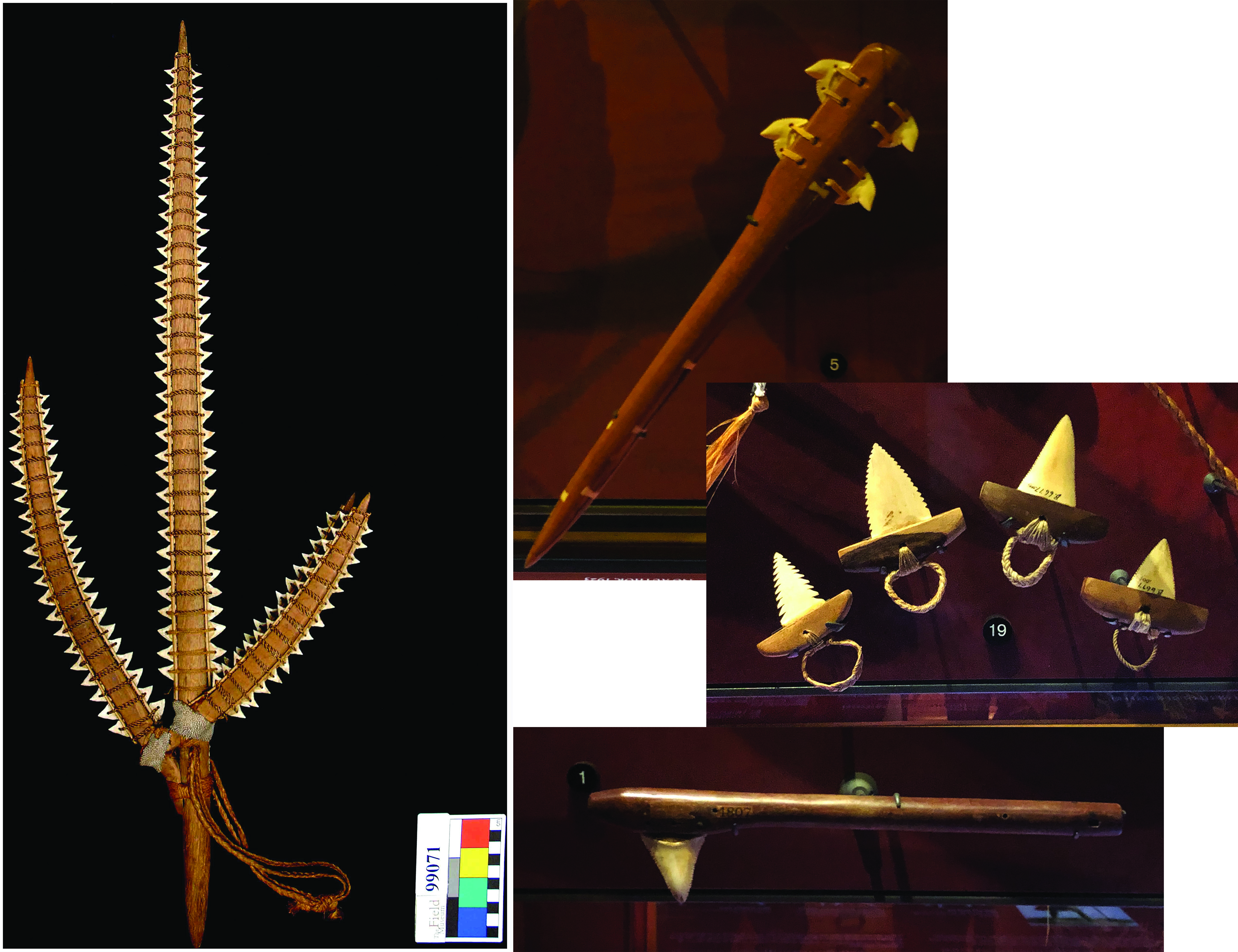 Shark-toothed weapons from the I-Kiribati and Hawaiian peoples.