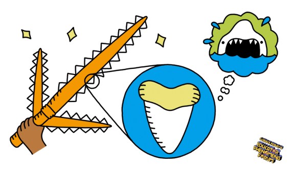 What Can Hawaiian Shark-Toothed Weapons Tell Us About Sharks?