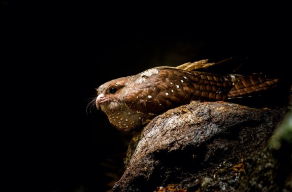 a brown, quail-sized bird with huge eyes and whiskers perched on a rock against a black background