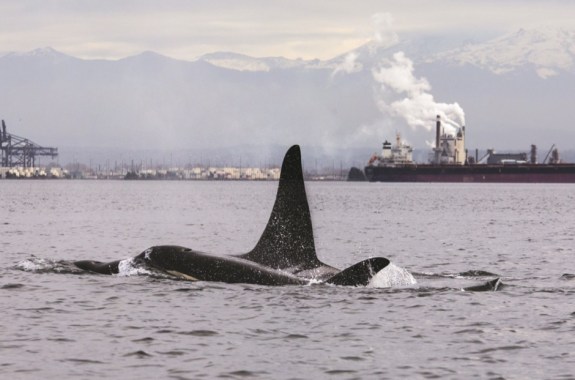 an orca's fin can be seen on the surface of a bay that is surrounded by industry and smoke stacks