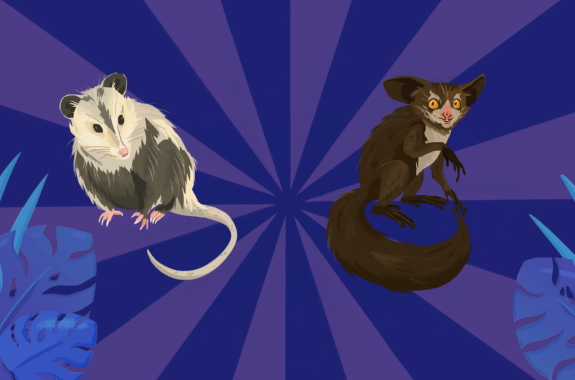 an illustration of an opossum on the left and an aye-aye on the right on a purple striped background with leaves in the corner