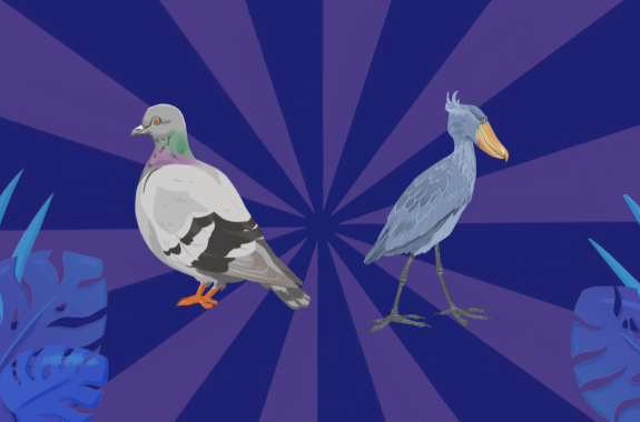 illustrations of a pigeon and a gray bird with a large bill and a skinny legs.