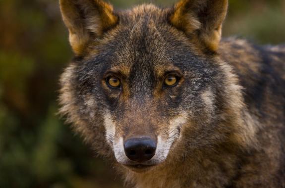 Front view of one Iberian Wolf