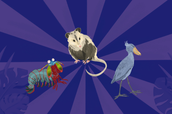purple carnival-like swirls with cartoon images of an oppossum, a mantis shrimp, and a shoebill stork in the foreground