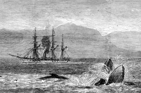 sketch or engraving of a gray day with old ship in the background and an unidentifiable large sea creature making a splash in the foreground