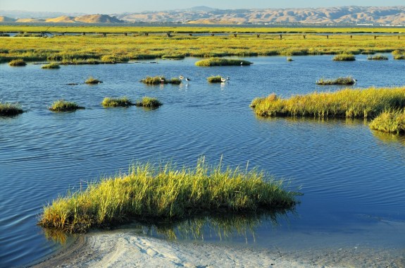 a coastal marshland with small mountains in the distance