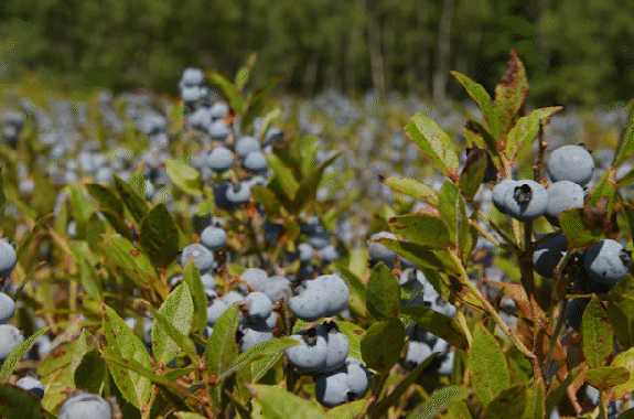 blueberries blowing in the wind