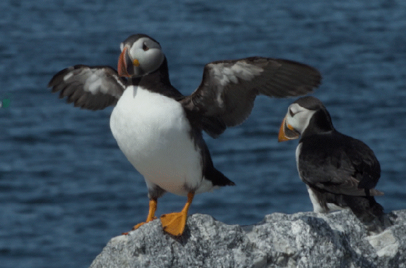 A puffin balances at Eastern Egg Rock