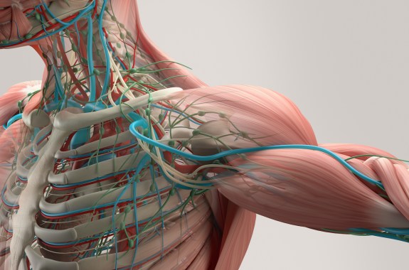 Image of human body.