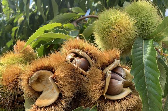 three bulbous spiky open brown pods revealing nuts inside attached to a leafy tree branch. two other closed versions of those pods are off on the side