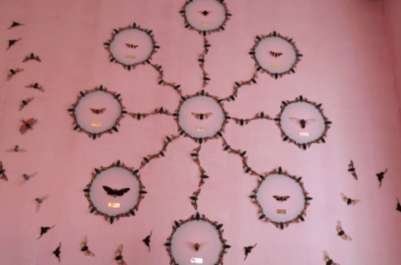 a pink wall with hundreds of cicadas arranged in geometric shapes