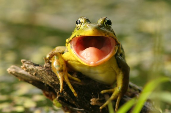 cute green frog looking straight at camera with its mouth wide open and green background