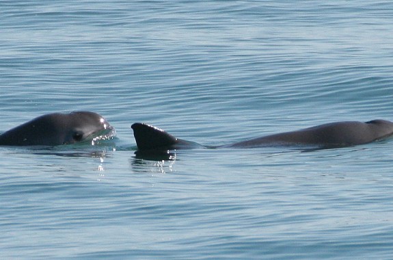 a shot of two dolphin-like mammals breaching the water for air