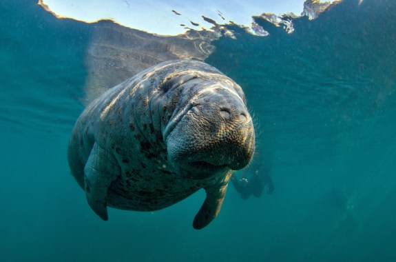 a manatee floating in the water