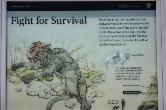 an infographic at a museum depicting an illustration of a fight getween two cat-like creatures in nature. text on the sign reads: 'fossils can reveal how animals lived and died, and what their environment was like. evidence from one of the park's nimravid fossils offers crime-sene clues. the size and location of the holes in the forehead of this fossil match the knife-like teeth of another large nimravid.' it shows an illustration of a skull and below that reads: 'this image was created from a ct scan of a different nimravid fossil from the badlands. bite marks show evidence of an attack by another nimravid.''