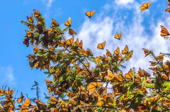 dozens of monarch butterlies fly among trees with a blue sky, partly cloudy, background