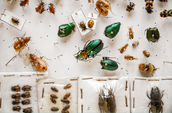 Discover The Joy Of Insect Pinning