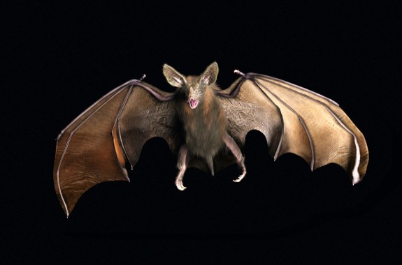 a bat photographer flying midair, its wings spread