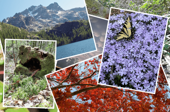 a collage of nature photos, including flowers, trees, butterflies, mountains, lakes, and forests