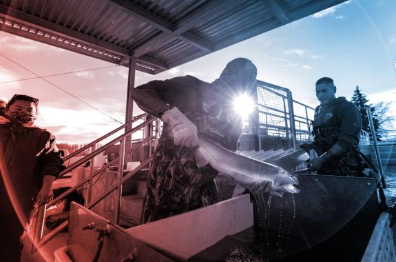 A man pulls a dripping fish out of a metal box.