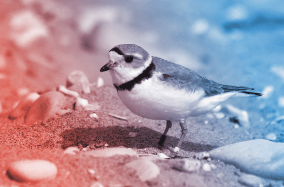 a white and light brown small bird on sand dotted with rocks. the size of the rocks and pebbles imply that this adorable creature is quite small
