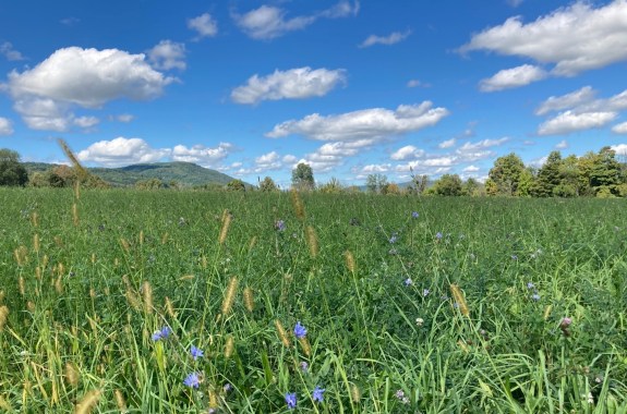 a grassy field with occasional reeds and tiny blue flowers, on a beautiful sunny day with a few white clouds and a rolling mountain in the distance