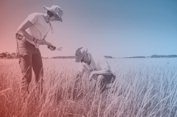 A woman in a wide-brimmed hat learns down and hands a seedling to a man planting them in the ground.