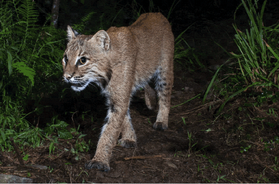 a gif cycling through photos of a squirrel, bobcat, bird, mouse, and beaver captured on the ground by a trail camera.