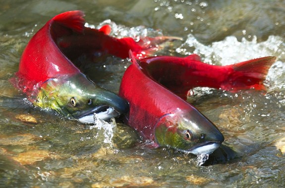 Ecological Data From Deep In The Pantry